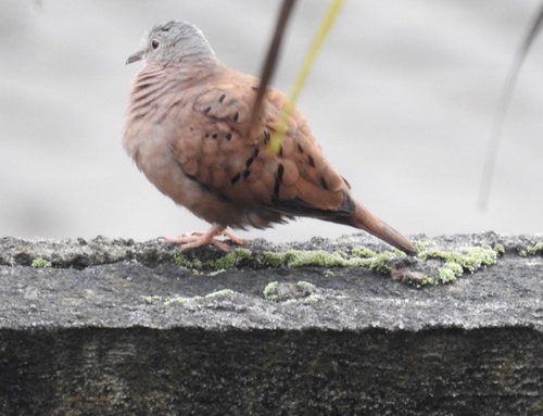 Ruddy Ground Dove