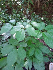 Roseodendron donnell-smithii