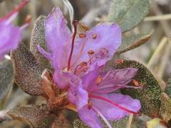 Rhododendron lapponicum