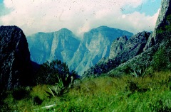 Rhynchopsitta terrisi