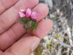 Boronia serrulata