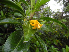 Scaevola glabra