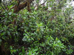 Scaevola glabra