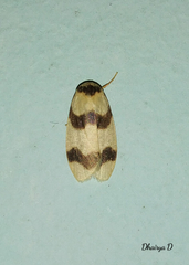 Padenia transversa