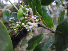 Ilex anomala