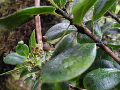 Ilex anomala