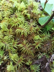 Hylocomium splendens image