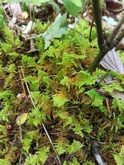 Hylocomium splendens image