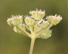 Seseli hippomarathrum