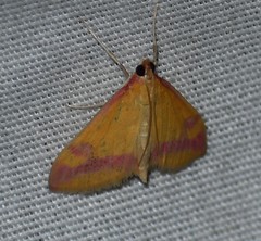 Pyrausta scurralis