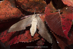 Marumba sperchius