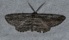 Iridopsis obliquaria