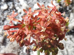 Codonorhiza micrantha