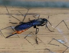 Urocerus cressoni