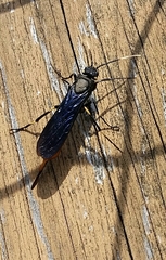 Urocerus cressoni