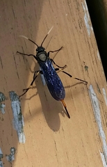 Urocerus cressoni