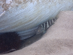 Epinephelus aeneus