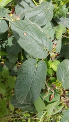 Matelea petiolaris