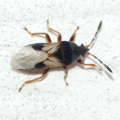 Blissus leucopterus