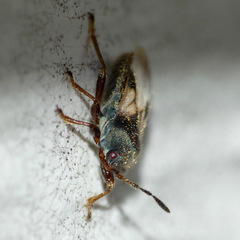 Blissus leucopterus