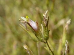Cordylanthus parviflorus