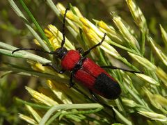 Crossidius coralinus