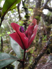 Myrsine lessertiana