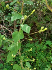 Ipomoea suaveolens