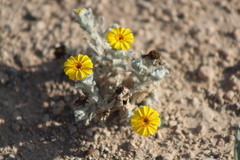 Thymophylla micropoides