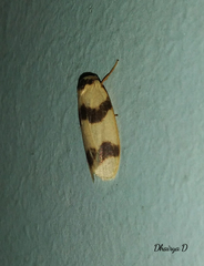 Padenia transversa