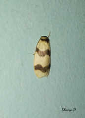 Padenia transversa
