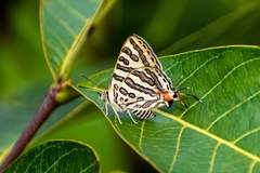 Cigaritis ictis ictis