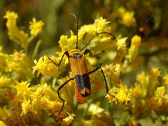 Chauliognathus fasciatus