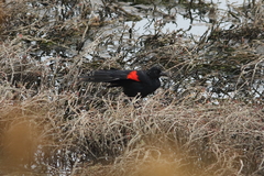 Agelaius phoeniceus californicus