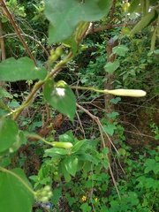 Ipomoea suaveolens