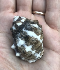 Menathais intermedia