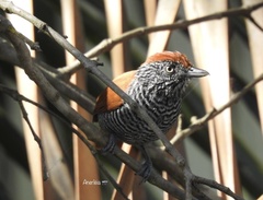 Thamnophilus palliatus