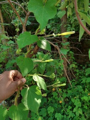 Ipomoea suaveolens