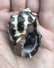 Menathais intermedia