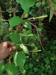 Ipomoea suaveolens