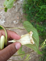 Ipomoea suaveolens