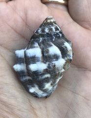 Menathais intermedia