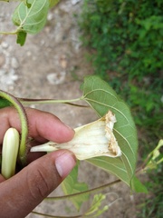 Ipomoea suaveolens