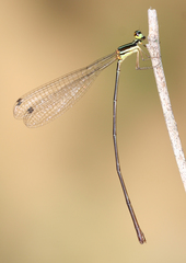 Elattoneura oculata
