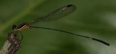 Elattoneura oculata