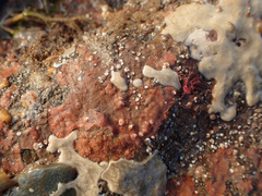Oshurkovia littoralis