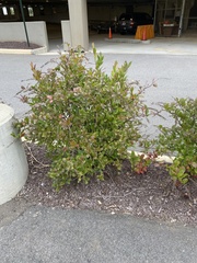 Iteaceae