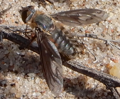 Poecilanthrax californicus
