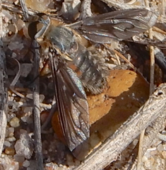 Poecilanthrax californicus