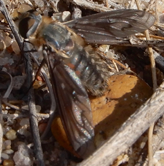 Poecilanthrax californicus